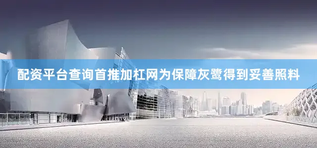 配资平台查询首推加杠网为保障灰鹭得到妥善照料